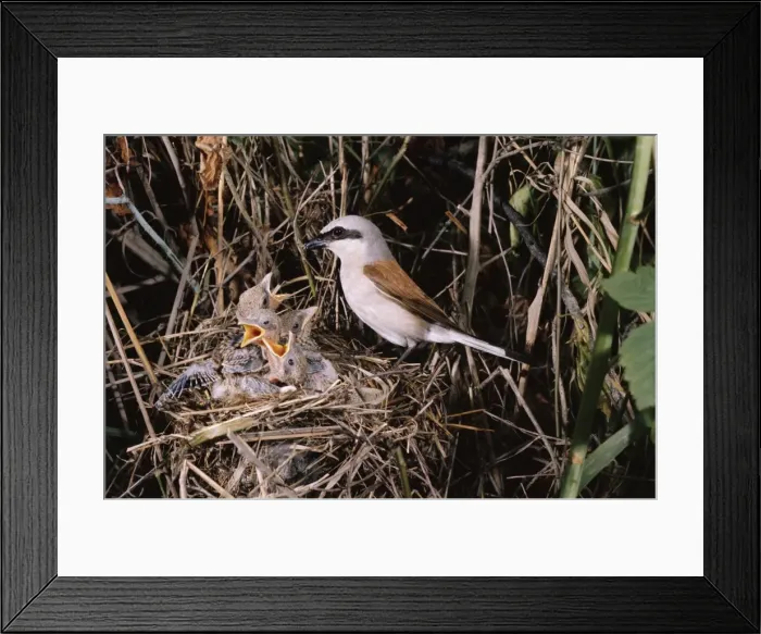 Framed Print : Red-Backed Shrike PL 311 Male - at nest with young Lanius collurio © J. P. Laub  /  ARDEA LONDON
