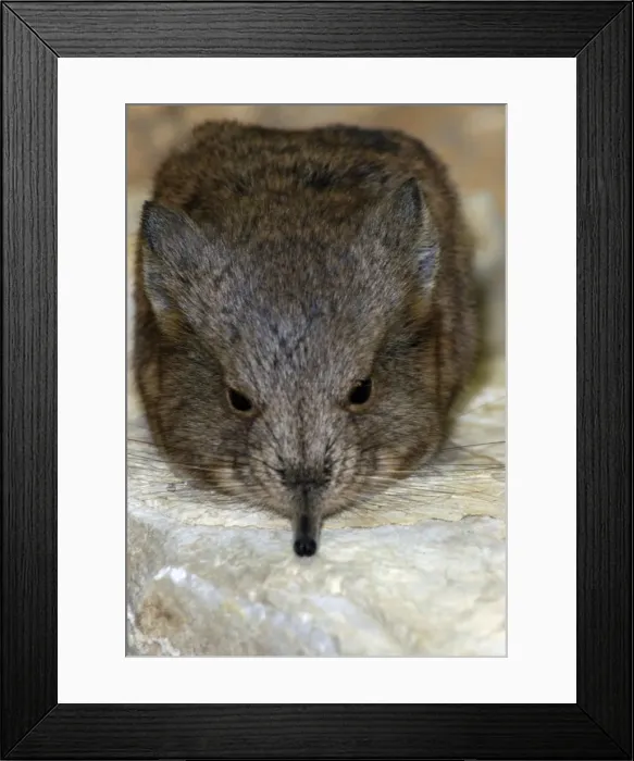 Framed Print : Short-eared Elephant shrew Framed Print : Short-eared Elephant shrew