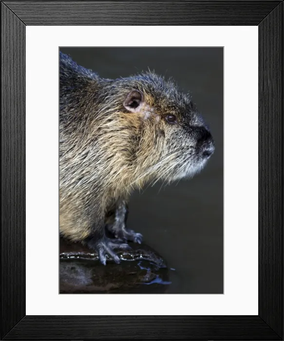 Framed Print : Coypu, nutria. Riparian rodent introduced to UK and eradicated. Originallys America Framed Print : Coypu, nutria. Riparian rodent introduced to UK and eradicated. Originallys America