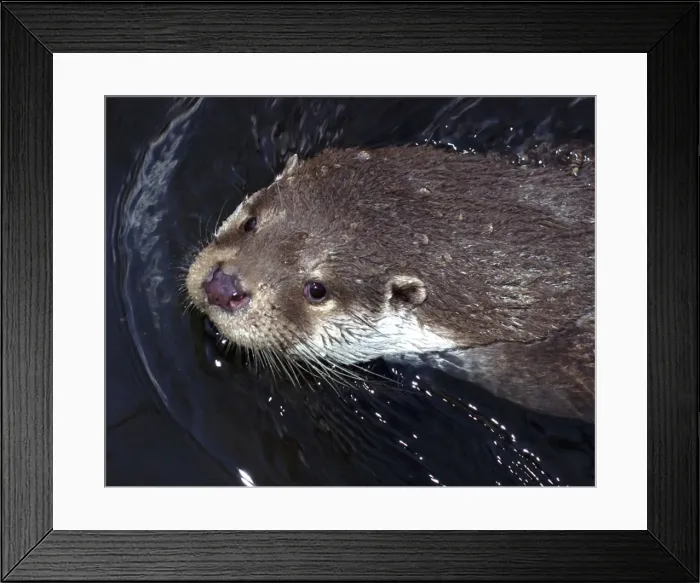 Framed Print : European Otter, eyes and ears on top of head to monitor surroundings without sticking too much out of the water Framed Print : European Otter, eyes and ears on top of head to monitor surroundings without sticking too much out of the water