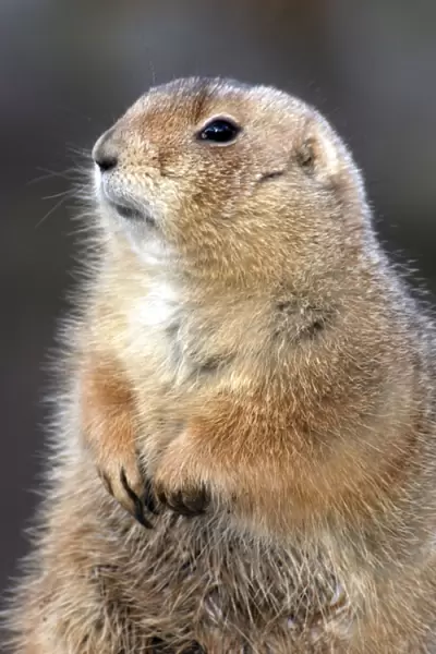 Black Tailed Prairie Dog- basking in winter sunshine at burrow entrance, shows fattened up for winter, long winter fur. Mid west Prairies N. America