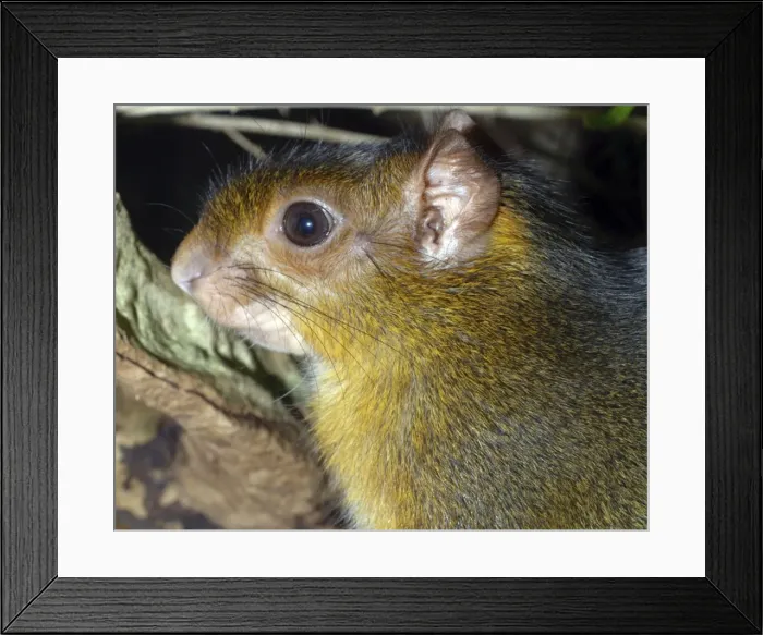 Framed Print : Acouchy- South American cursorial rodent Framed Print : Acouchy- South American cursorial rodent