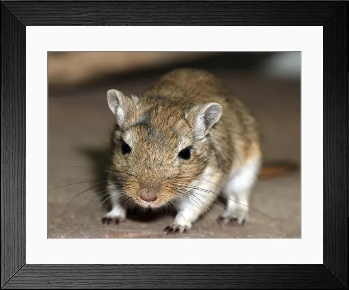 Framed Print : Mongolian Gerbil- juvenile Framed Print : Mongolian Gerbil- juvenile