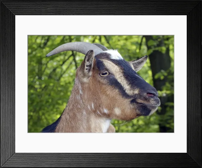 Framed Print : Goat. PM-10134. Goat. Capra hircus. Pat Morris Framed Print : Goat. PM-10134. Goat. Capra hircus. Pat Morris