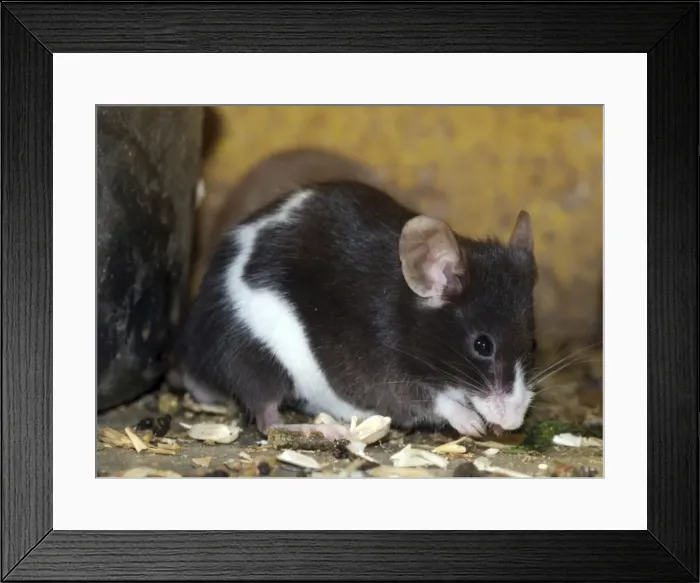 Framed Print : Piebald mouse Framed Print : Piebald mouse