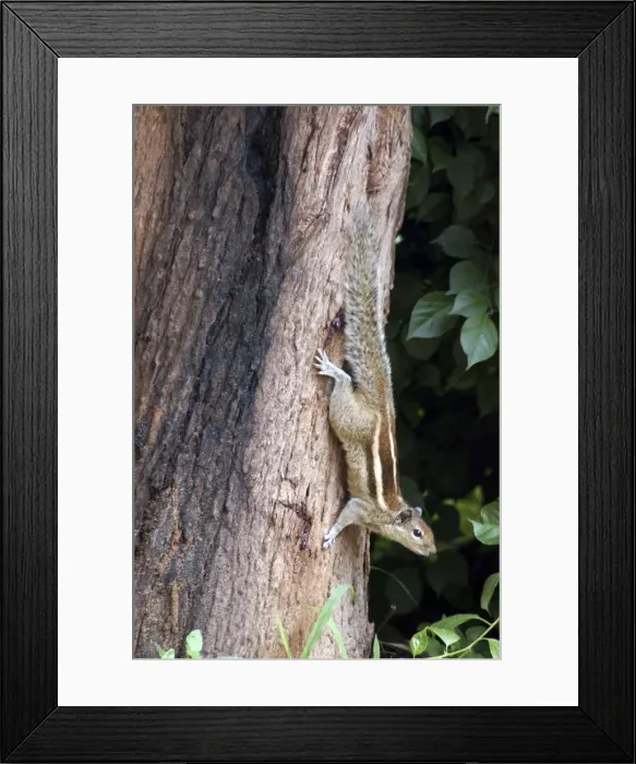 Framed Print : Palm Squirrel: south India and Sri Lanka Framed Print : Palm Squirrel: south India and Sri Lanka