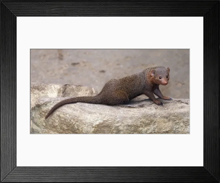 Framed Print : Dwarf Mongoose. E &s Africa Framed Print : Dwarf Mongoose. E &s Africa