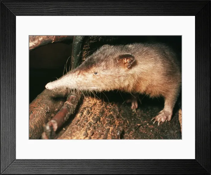 Framed Print : Solenodon Rare insectivore Framed Print : Solenodon Rare insectivore