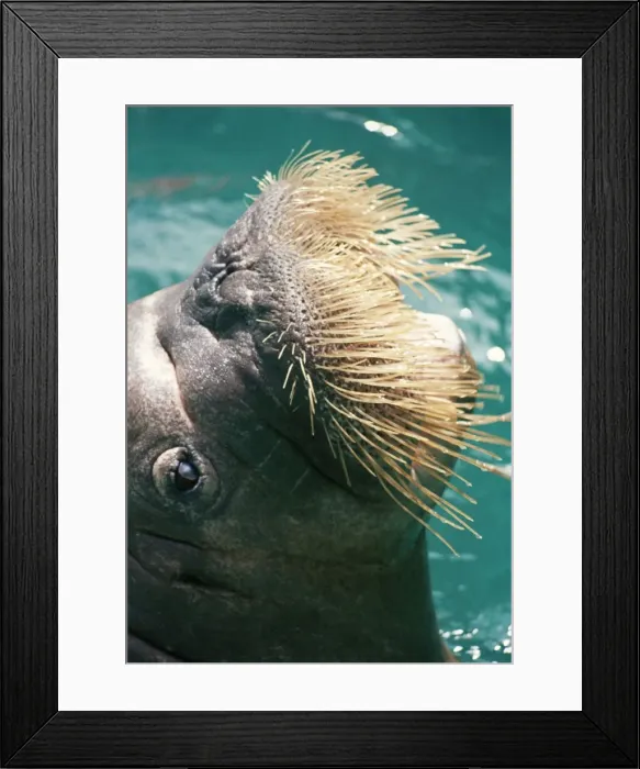 Framed Print : Walrus - close-up of whiskers Framed Print : Walrus - close-up of whiskers