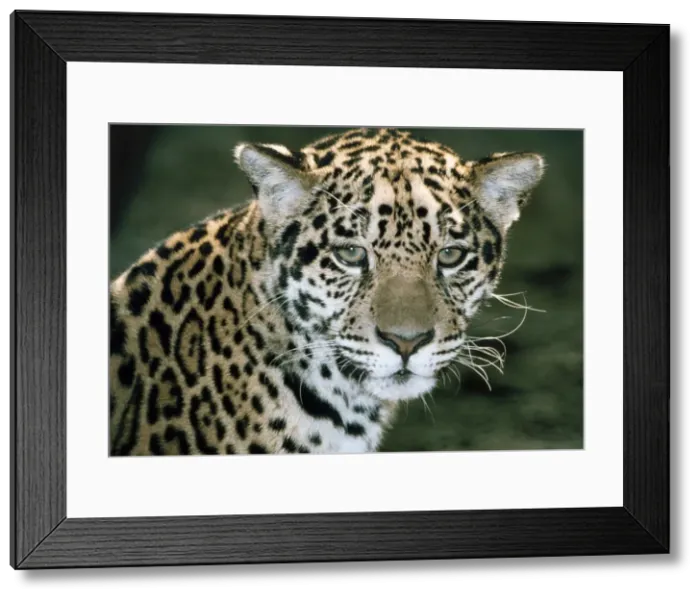 Framed Print : Jaguar - South America Framed Print : Jaguar - South America