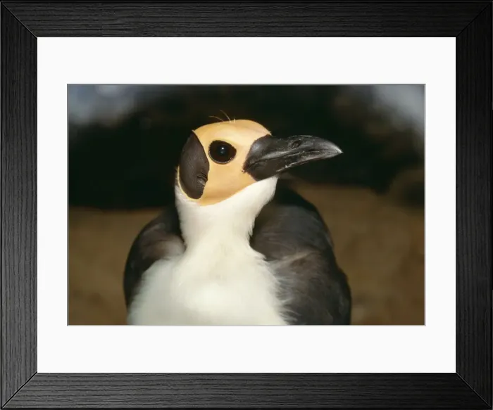 Framed Print : Guinea Bare-headed Rockfowl Bald Crow (Yellow-headed)