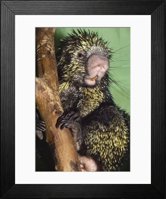 Framed Print : Prehensile-tailed Porcupine