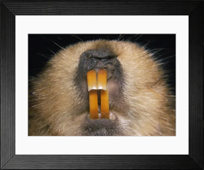Framed Print : Giant Mole Rat Framed Print : Giant Mole Rat