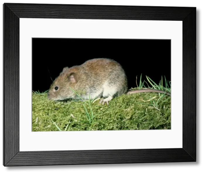 Framed Print : Skomer Vole Skomer Island, Wales Framed Print : Skomer Vole Skomer Island, Wales
