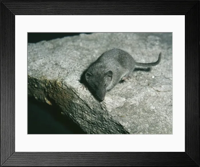 Framed Print : Lesser White Toothed / Scilly Shrew Europe and Scilly Isles Framed Print : Lesser White Toothed / Scilly Shrew Europe and Scilly Isles