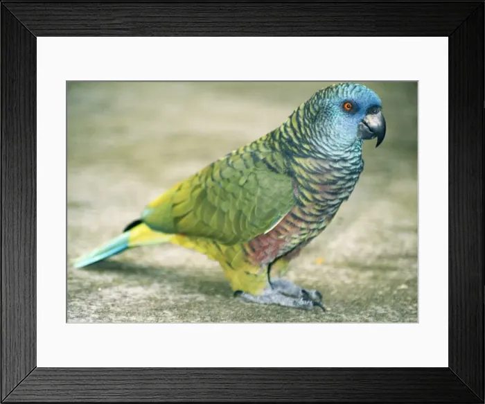 Framed Print : St. Lucia Amazon Parrot St. Lucia, West Indies Framed Print : St. Lucia Amazon Parrot St. Lucia, West Indies