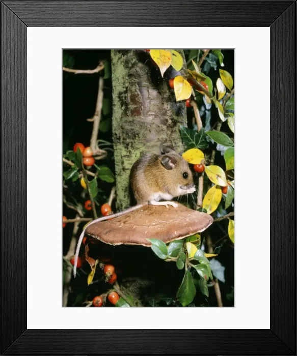 Framed Print : Wood Mouse Framed Print : Wood Mouse