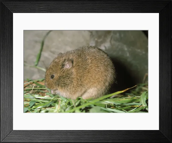 Framed Print : Orkney Vole Framed Print : Orkney Vole