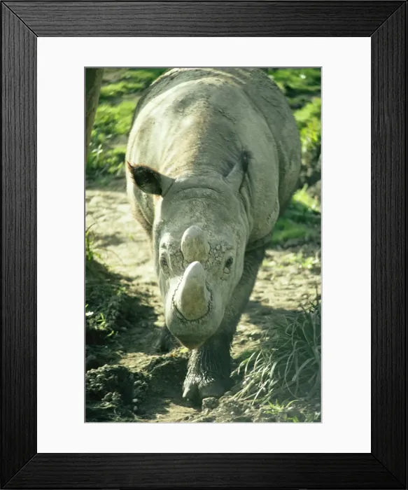 Framed Print : Sumatrian Rhino Framed Print : Sumatrian Rhino