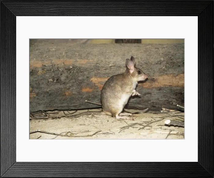 Framed Print : Madagascan Giant Jumping Rat Framed Print : Madagascan Giant Jumping Rat
