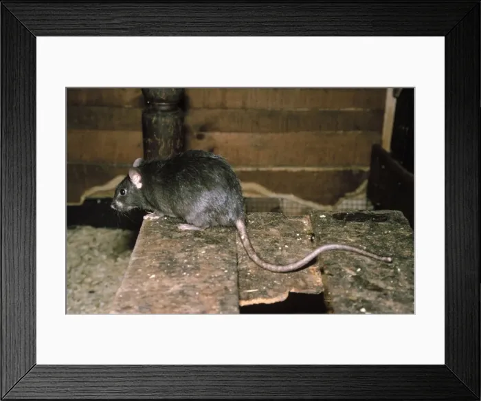 Framed Print : Black Rat - ship Rat Framed Print : Black Rat - ship Rat