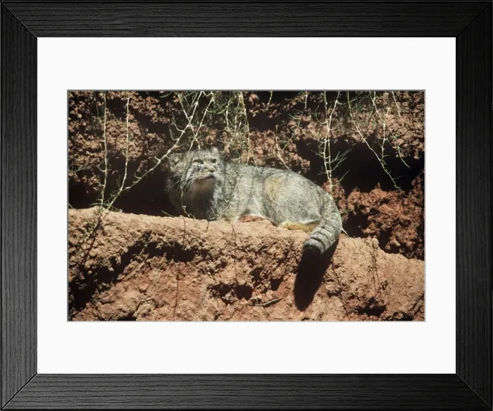 Framed Print : Pallas's Cat - also known as: Manul Previously known as: Felis manul Framed Print : Pallas's Cat - also known as: Manul Previously known as: Felis manul