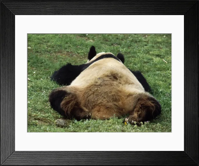 Framed Print : Giant Panda China Framed Print : Giant Panda China