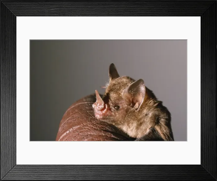 Framed Print : Nectar Feeding Bat - According to research by Dr. Christian Voigt from Berlin and Profeessor John Speakman from Aberdeen, nectar feeding bats from Central Framed Print : Nectar Feeding Bat - According to research by Dr. Christian Voigt from Berlin and Profeessor John Speakman from Aberdeen, nectar feeding bats from Central
