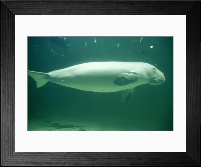 Framed Print : Dugong Australasian waters Framed Print : Dugong Australasian waters