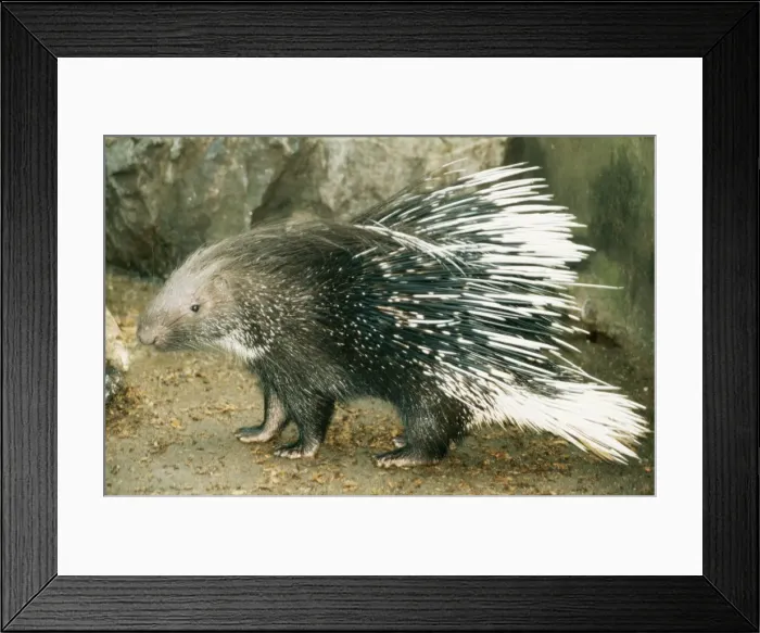 Framed Print : Crested Porcupine Framed Print : Crested Porcupine