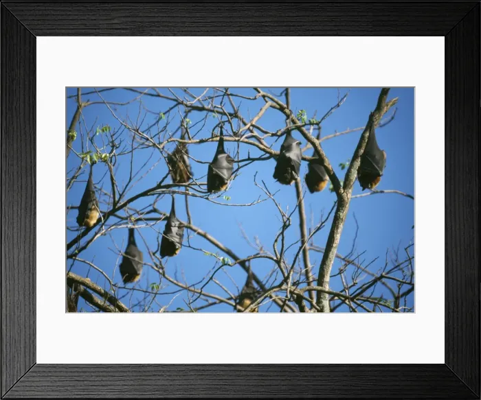 Framed Print : Fruit Bat / Flying Fox Sri Lanka Framed Print : Fruit Bat / Flying Fox Sri Lanka