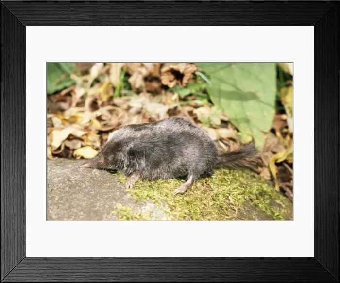 Framed Print : Greater Japanese Shrew-mole Japan Framed Print : Greater Japanese Shrew-mole Japan