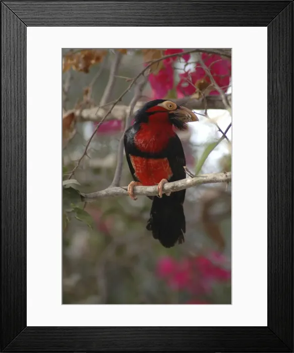 Framed Print : Bearded barbet Framed Print : Bearded barbet