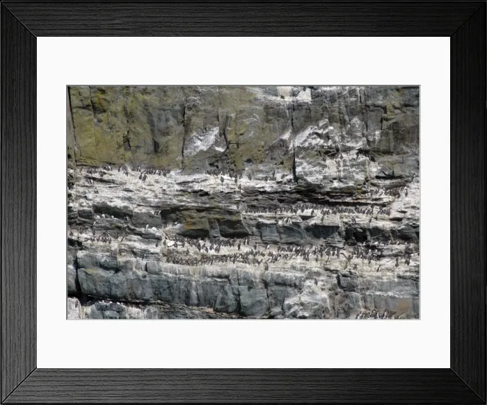 Framed Print : Guillemot colony, South Stack, Anglesey, UK Framed Print : Guillemot colony, South Stack, Anglesey, UK
