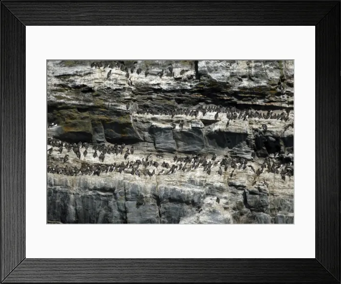 Framed Print : Guillemot colony, South Stack, Anglesey Framed Print : Guillemot colony, South Stack, Anglesey