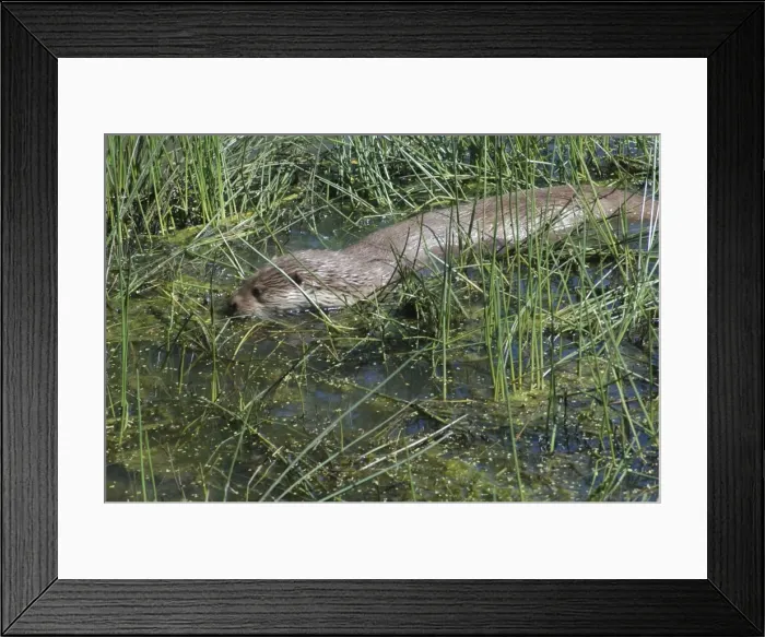 Framed Print : European Otter- foraging in shallow water Framed Print : European Otter- foraging in shallow water