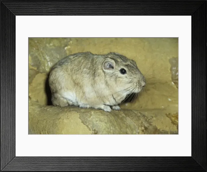 Framed Print : Gundi Morocco - North West Libya, North Africa Framed Print : Gundi Morocco - North West Libya, North Africa