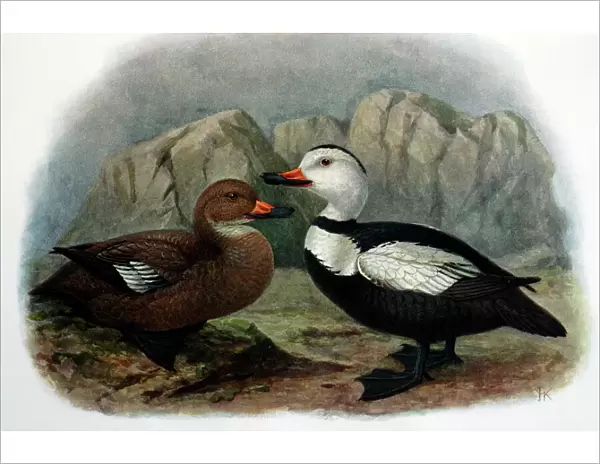 Illustration: Labrador duck- from Rothschild 1907, original artwork by J G Keulemans