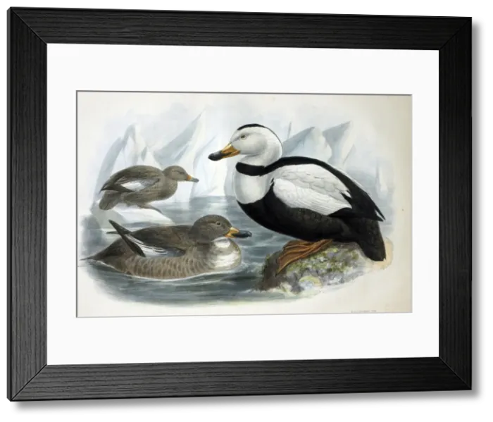 Framed Print : Illustration: Labrador duck- from Rowley 1877