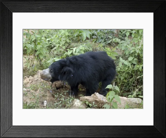 Framed Print : Sloth bear, India Framed Print : Sloth bear, India