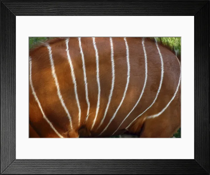 Framed Print : Bongo Antelope - stripes, male Framed Print : Bongo Antelope - stripes, male