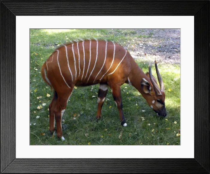 Framed Print : Bongo Antelope - Male feeding on grass Central Africa Framed Print : Bongo Antelope - Male feeding on grass Central Africa