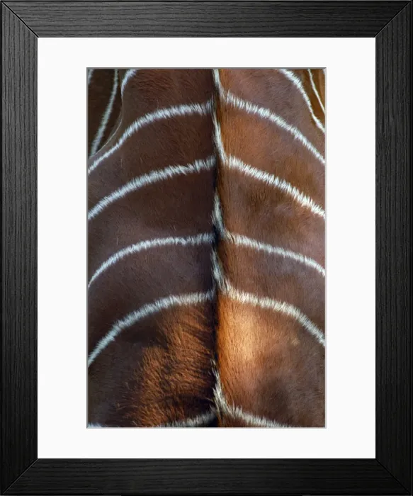Framed Print : Bongo Antelope - stripes, Male Framed Print : Bongo Antelope - stripes, Male
