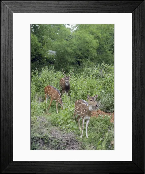 Framed Print : Chital  /  Spotted Deer India