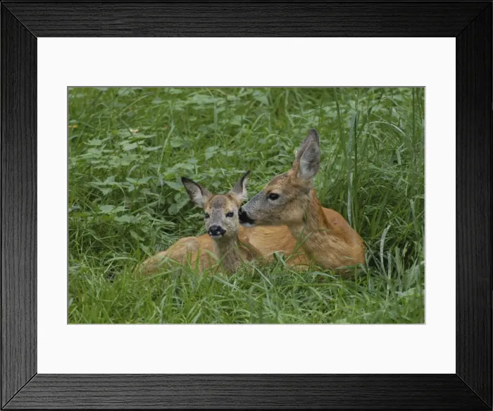 Framed Print : Roe Deer - Doe and kid grooming Europe Framed Print : Roe Deer - Doe and kid grooming Europe