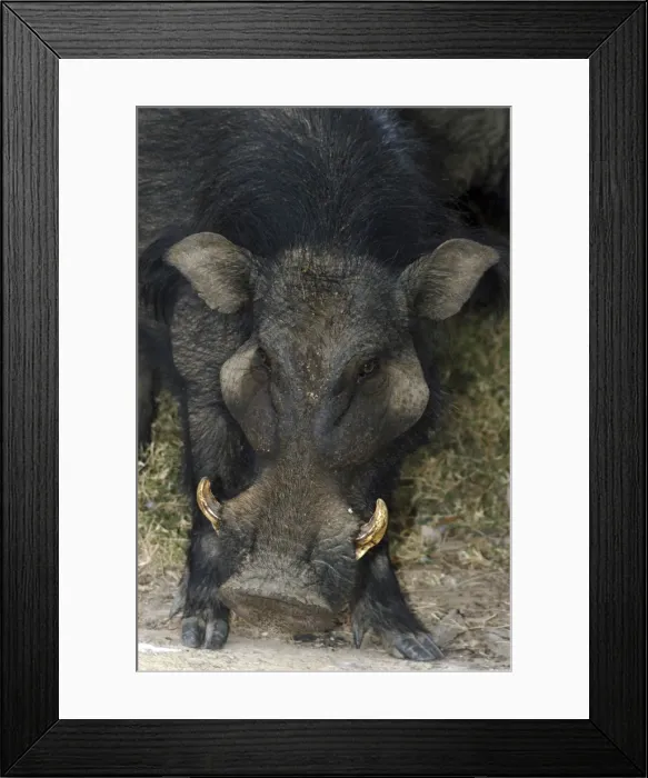 Framed Print : Giant Forest Hog - W & C Africa Framed Print : Giant Forest Hog - W & C Africa
