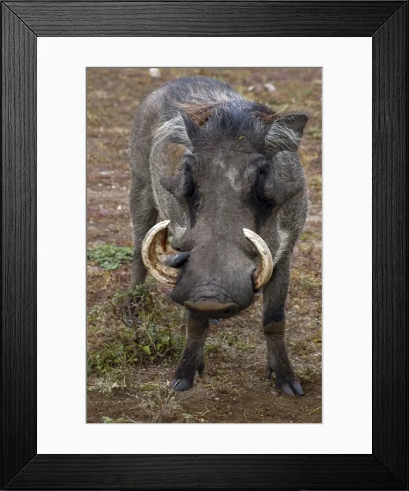 Framed Print : Warthog - Africa Framed Print : Warthog - Africa