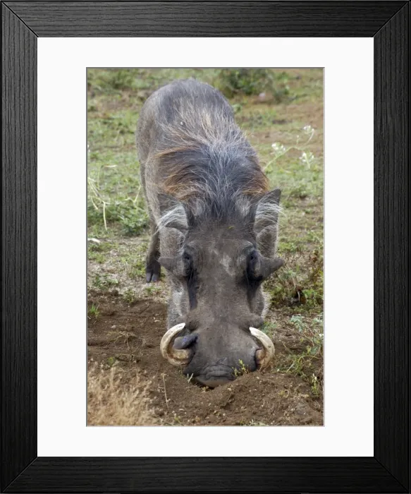 Framed Print : Warthog - Africa Framed Print : Warthog - Africa