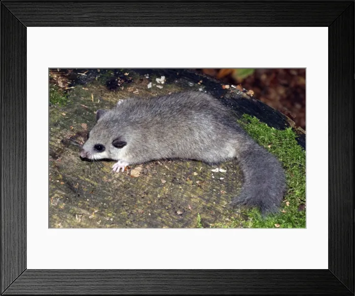 Framed Print : Edible dormouse - showing truncated tail, the result of fighting Framed Print : Edible dormouse - showing truncated tail, the result of fighting