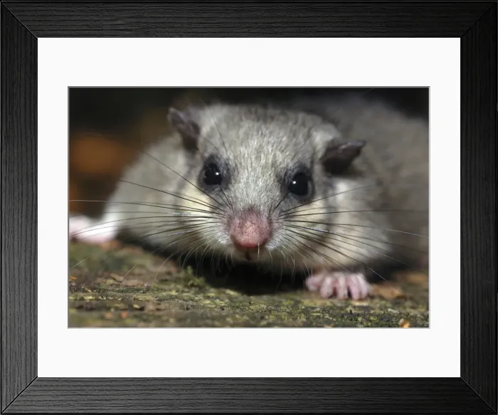 Framed Print : Edible dormouse - showing long sensory whiskers Framed Print : Edible dormouse - showing long sensory whiskers